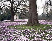 crocus lawn
