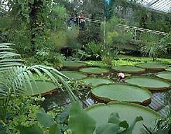 tropical greenhouse